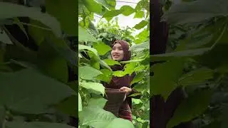 Janda desa main di kebun #pedesaan #gadisdesa #sawah #jandadesa