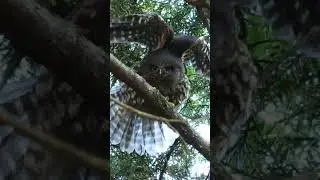 New Zealand Owl in Ninja Mode #birds #nature #birdsounds