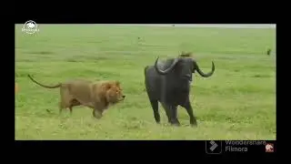 Todo sobre el Le&oacute;n del cabo Un rey con un triste final