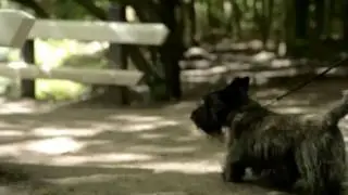 #Pawesome Teaser Trailer