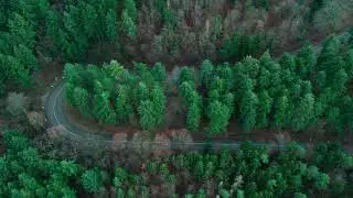 Car driving through the forest road - STOCK FOOTAGE