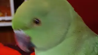 Dimpal Yadav 10.M views  is live ringneck parrot live stream 🦜