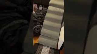 Fur child Danny 210