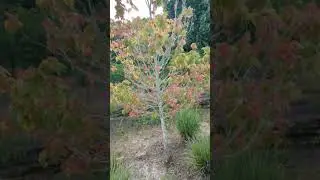 Red Maple Tree has Red & Green Leaves by Sweetwater Creek & Lake at Solary Park! Oviedo, Florida
