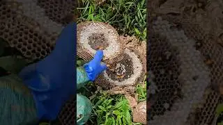 Close-up of Farmer's Giant Japanese Hornet Nest Exploitation