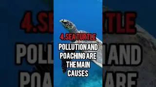 5 animals that may become extinct by 2050|Will they be bothered?. #animals #shorts