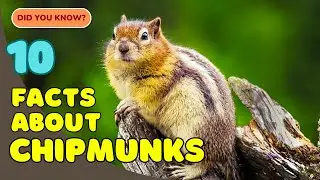 10 Fun Facts About Chipmunks You Didn&rsquo;t Know! 🐿️