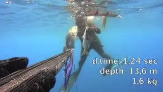 Dentex - Dentex ...