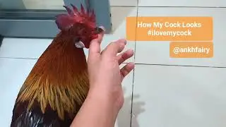 How my Cock looks when called - Jungle Fowl Rooster #rooster #chicken #love #cute #birds