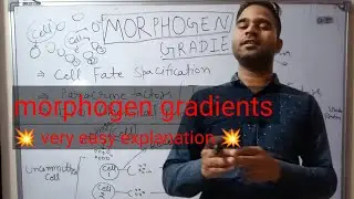 morphogen gradient