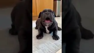 #youtubeshorts #music #rap #ㅇyㅇ #puppy #pets #unpocodetuamor #pitbull #yosoydelos7mil #americanbully
