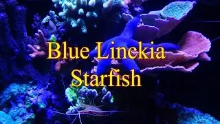 Adding Blue Linckia Starfish | Reef Tank