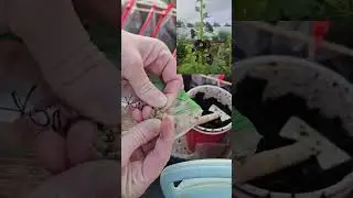 Winter sowing, experimenting with methods
