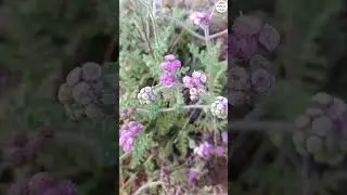 Beautifu flower see how nice ...#caterpillar #insects #animals #bug #ega #cocroch