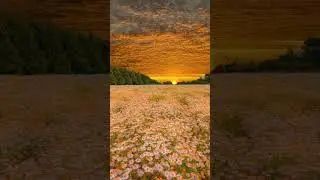 Flowers heaven on earth || Natural view of sky || #heaven #flowers