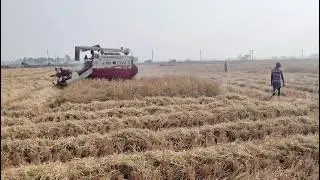 GAM harvester performance #viralvideo #shortvideo#statusvideo #farming #reels 🌾🌾🌾