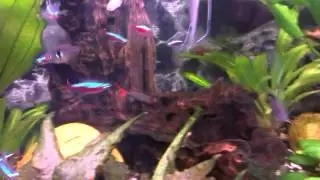 VIDEO0008