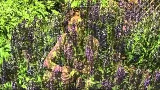 Colony Collapse Disorder