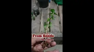 From Seeds Premna Microphyla