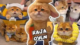 Kompilasi Terbaru Kucing Oyen (Cabinet) & Kelucunya | Wajib Ditonton 🤣😆