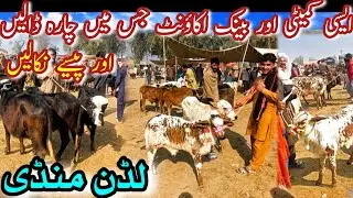 MEDIUM AND LOW PRICE RANGE CALVES IN LUDDAN MANDI || Sahiwal Cholistani Bachray Nili Ravi Kattian