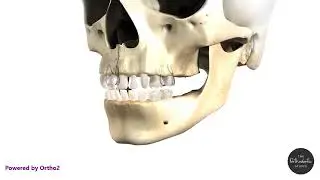 Primary to Permanent Progression- The Orthodontic Studio at Chevy Chase Lake