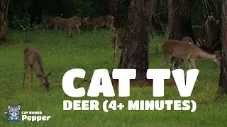Cat TV: Deer (Wildlife for Cats) | Calming 🦌