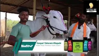 Netsurf Biofit advanced cattled feed supplement result #biofit #biocare #organicproducts  