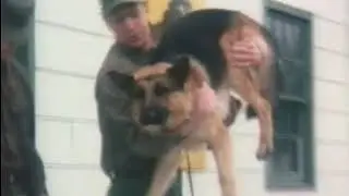 Chips, the War Dog