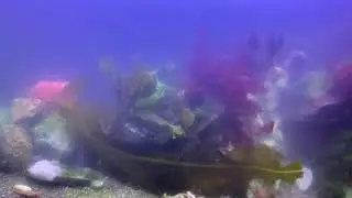 Coldwater reef update