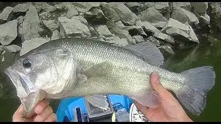 RAPALA JOINTED SHAD RAP JSR5