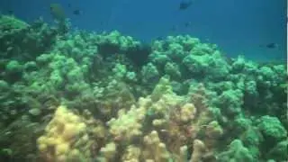 Scuba Diving in Oahu by Hawaii Eco Divers & Surf Adventures