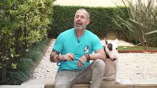Ser um Dog Walker