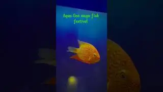 Aqua Goa mega fish festival #phonk #music #anime #animeedit #song