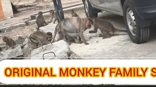Original #monkey #animals #show #mother #monkey #indian #monkey #animals#