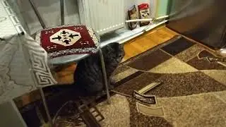 I’d better wait for the hostess near the refrigerator - Barsik the Cat thought