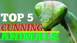 TOP 5 MOST CUNNING HUNTERS IN THE ANIMAL WOLRD!!!#mostcunninghunters