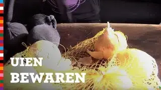 Spannende en &eacute;cht werkende tip om uien te bewaren! | Voedingscentrum