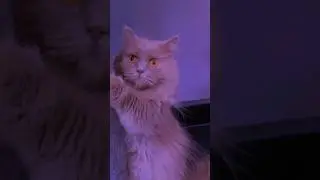 Дамы в сторонку 🌪️ Trixy отжигает #кошка #slowed #kitty #trend #challenge #повтори #рекомендации