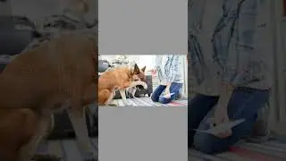 Нетримання сечі у собак: що варто знати власнику