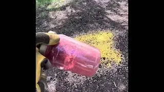 South Texas wild hog trapping with cellular activated hog traps