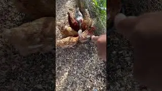 Chicken claims entire water bowl