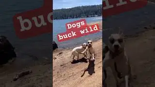 Adventure in the Sierras | Solitude with dogs