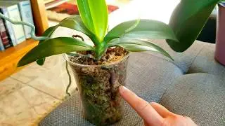 More moss tips...watering and fertilizing.  How does your orchid grow?