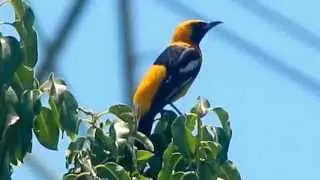 Hooded Oriole sings