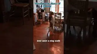 The Dog Who Walks on Two Legs - Dexter&rsquo;s Wholesome Journey! #shorts #dogs #story