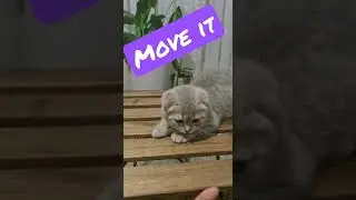 Escobar move it #escobar #esco #moveit #madagascar #cats #babycat #funny