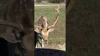 Fossil Rim Wildlife