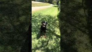 Afternoon Obedience and fetch with my Rottweiler #dogtrainer #rottweiler #fetch
