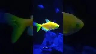 rare yellow green glow fish #glowfish #glofish